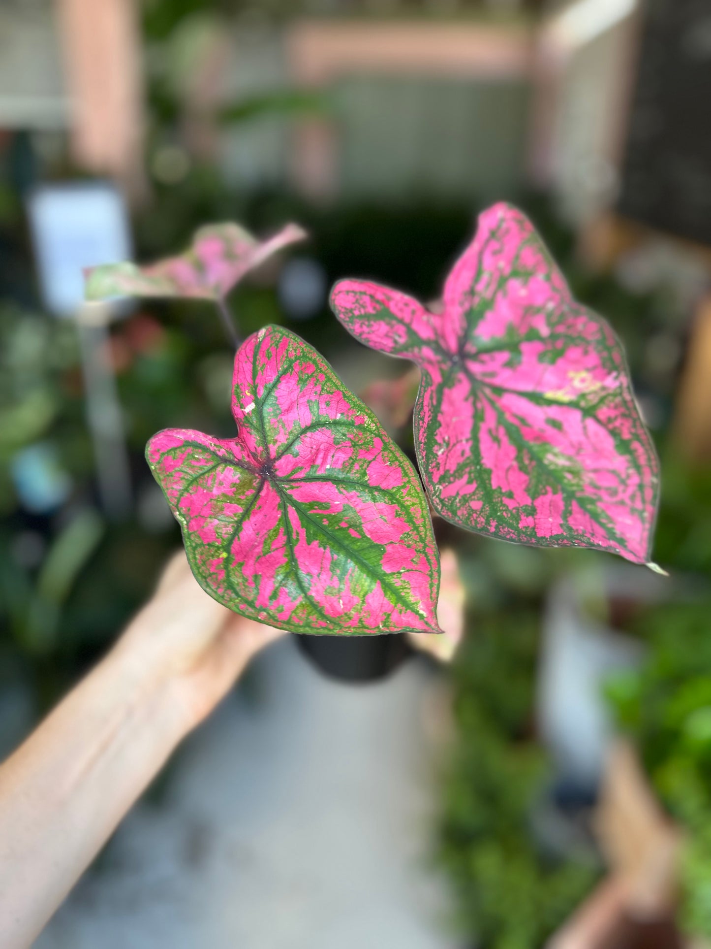 Caladium Purple Lights