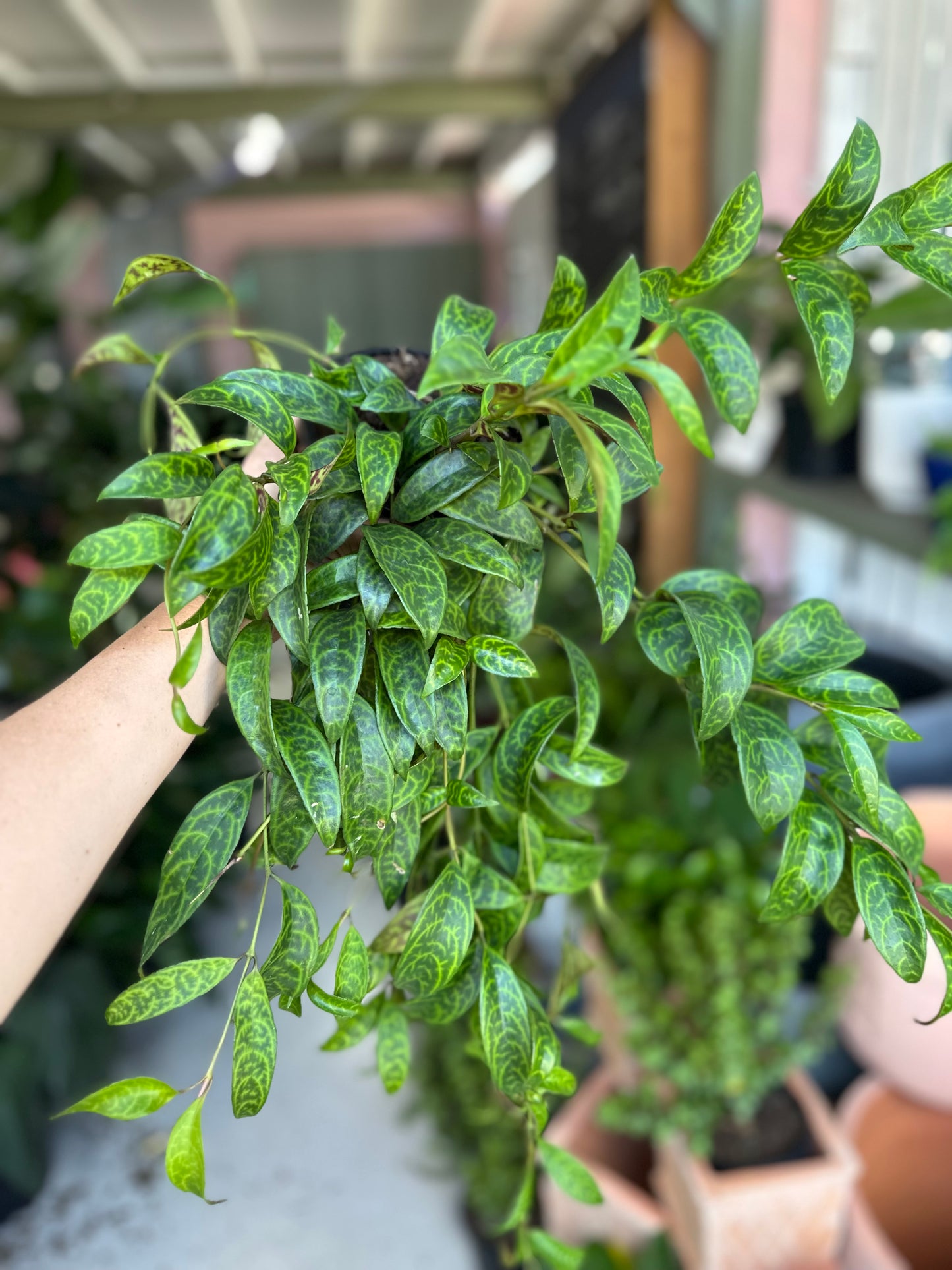 Black Pagoda Lipstick Plant