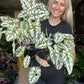 Caladium Angel Wings