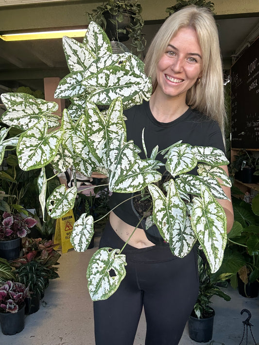 Caladium Angel Wings