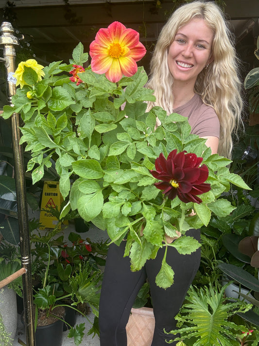 Dahlia ‘Figaro’ in 10 pack