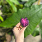 Caladium Purple/Pink Phone Pop It