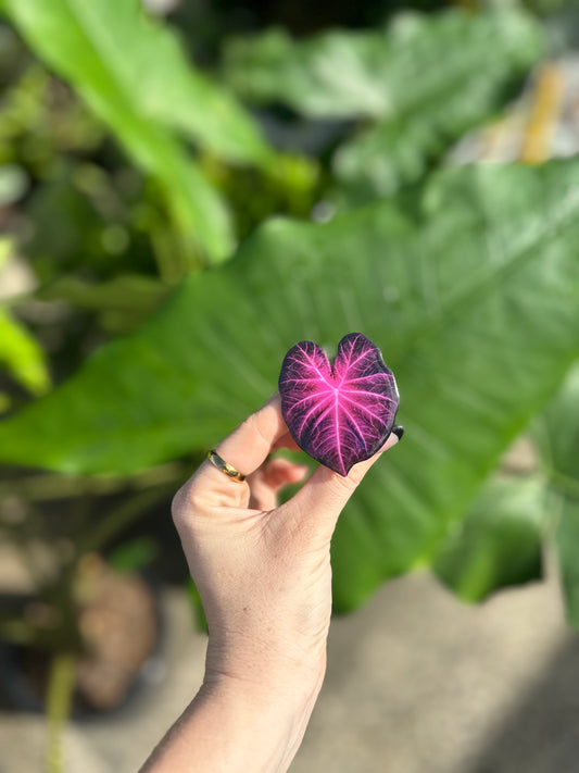 Caladium Purple/Pink Phone Pop It