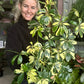 Variegated Umbrella Tree