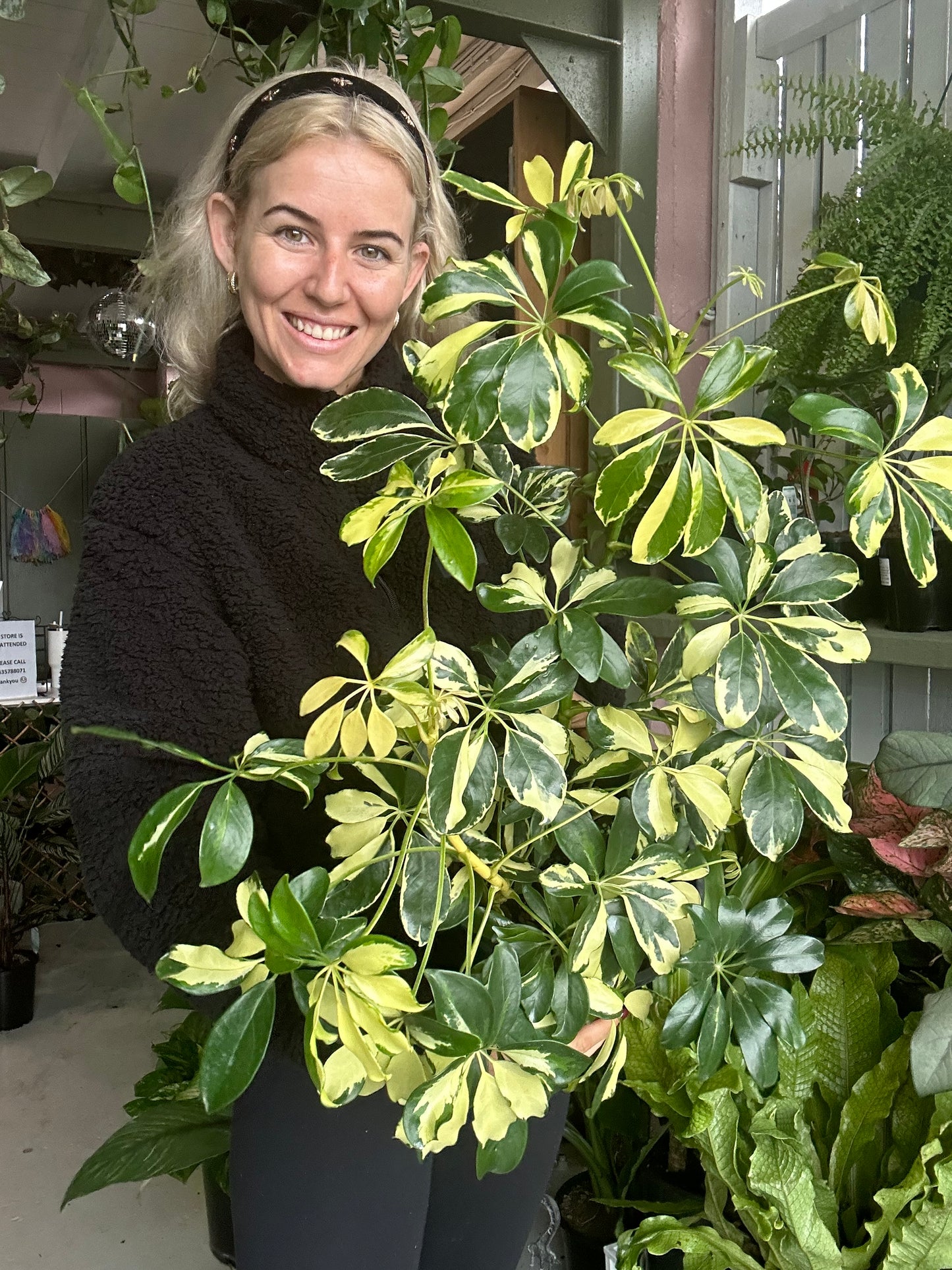 Variegated Umbrella Tree