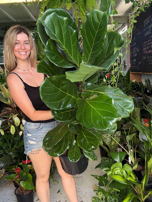 Fiddle Leaf Fig (Tall)