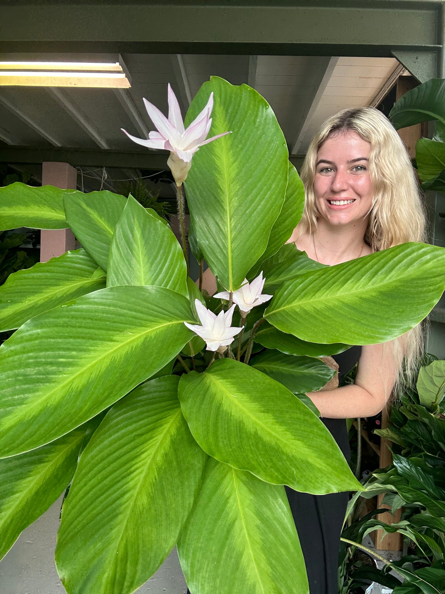 Calathea loeseneri