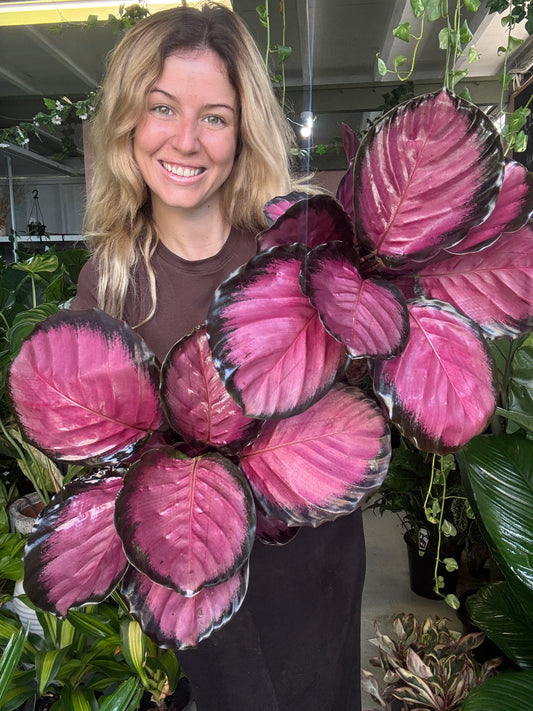 Calathea Rosey