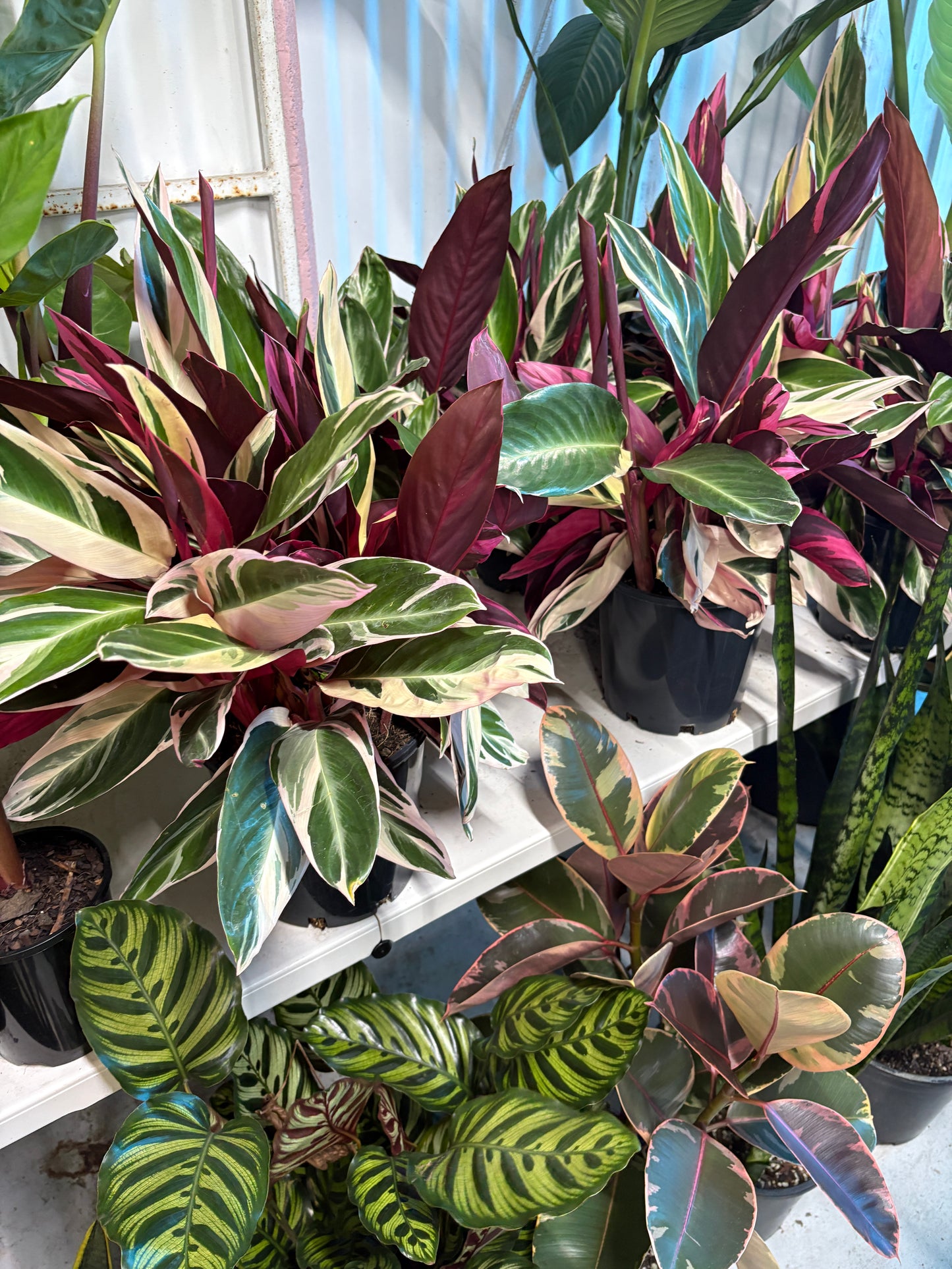 Stromanthe Triostar
