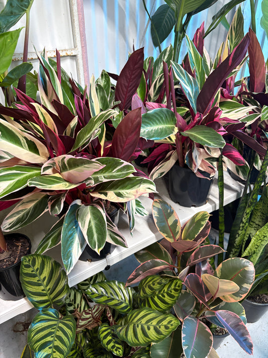 Stromanthe Triostar