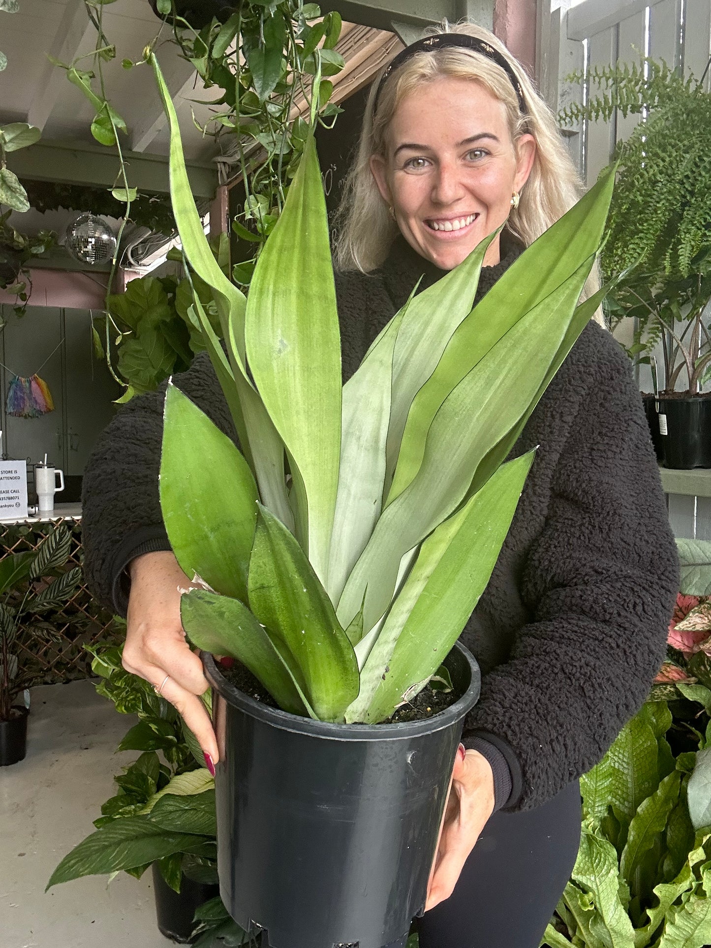 Sanseveria Moonshine