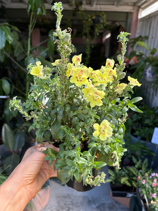 Antirrhinum Yellow Maroon