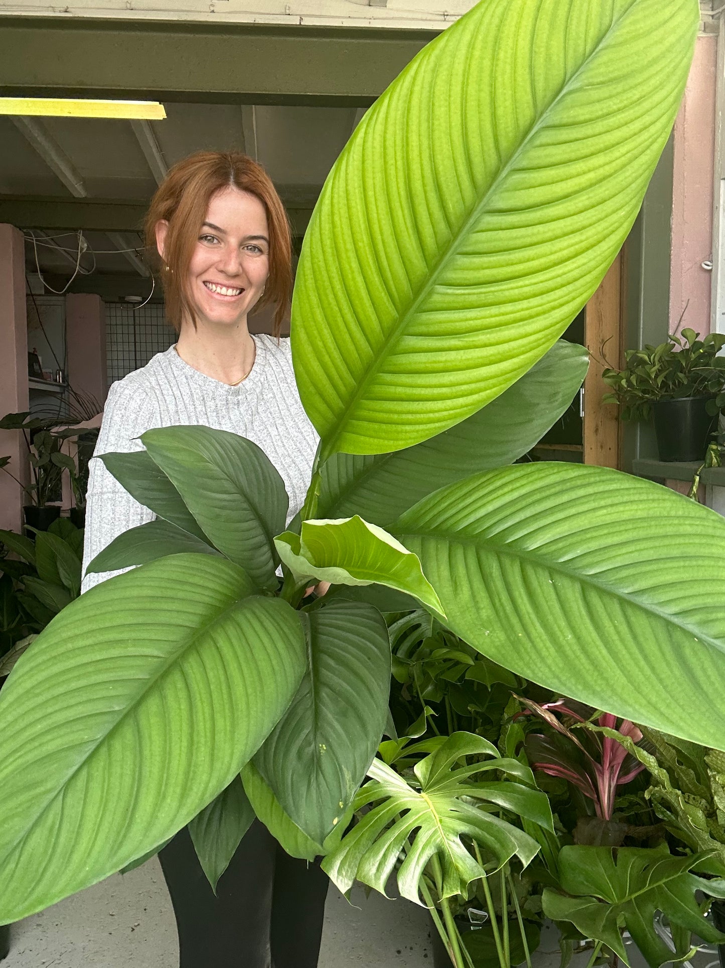 Spathiphyllum Sensation