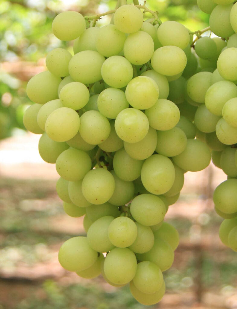 Menindee Seedless Grape