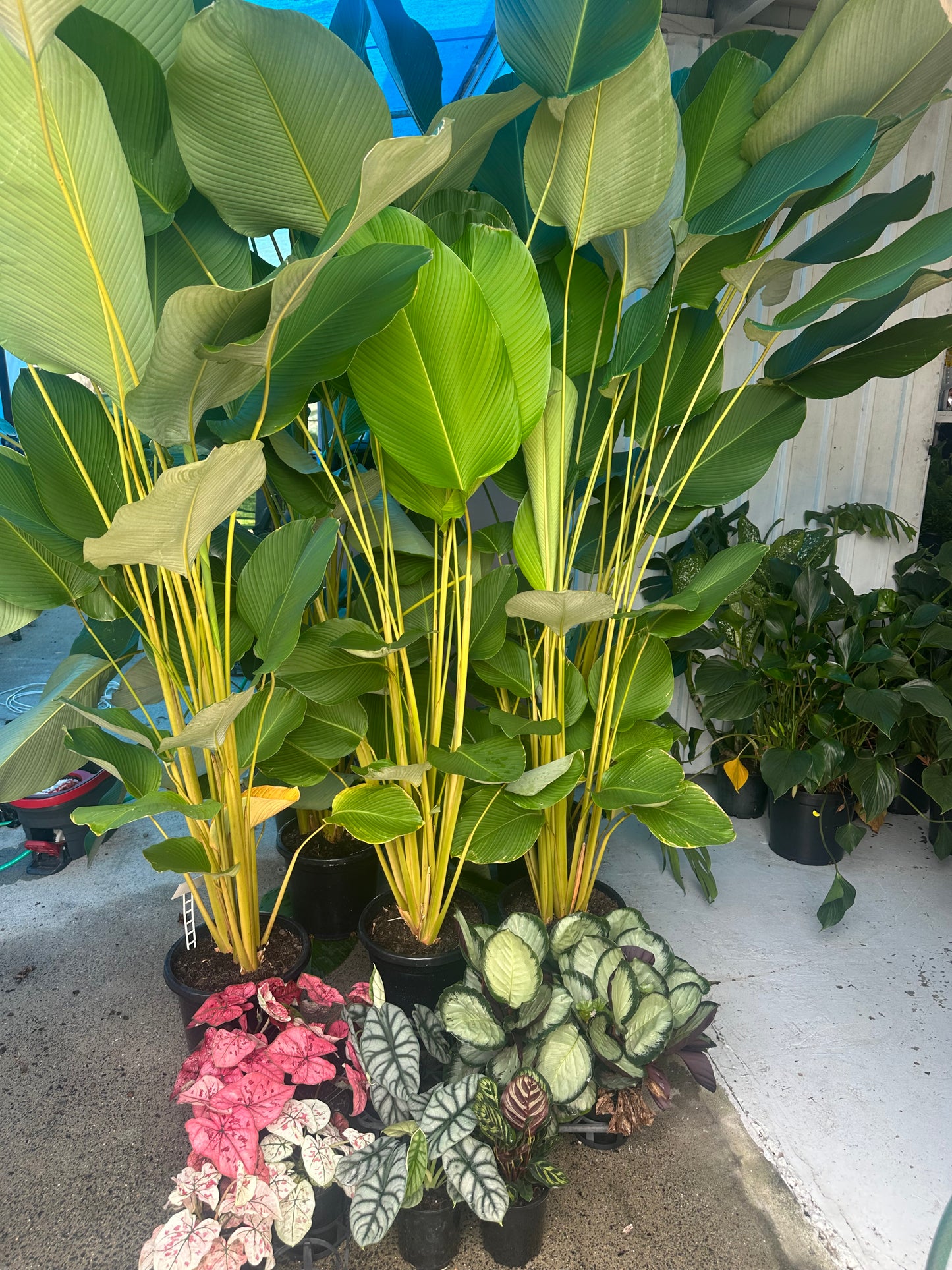 Calathea Lutea (XXL)