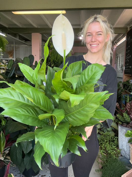 Spathiphyllum Alpha