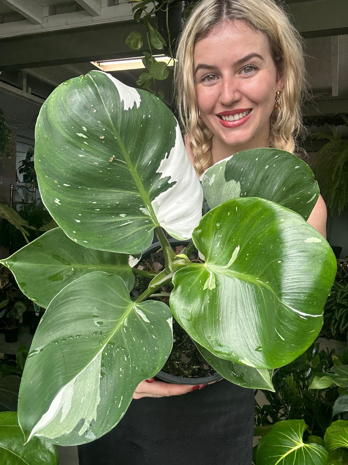 Philodendron White Knight