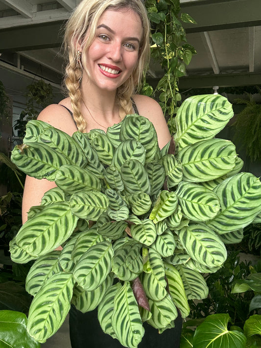 Calathea Burle Marci