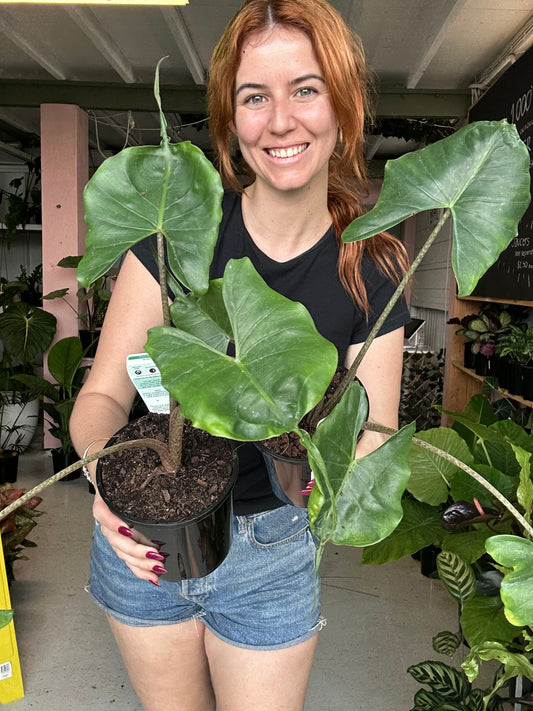 Alocasia Stingray