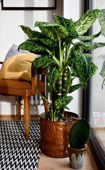 Dieffenbachia Reflector
