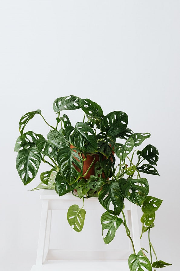 Monstera Monkey Mask