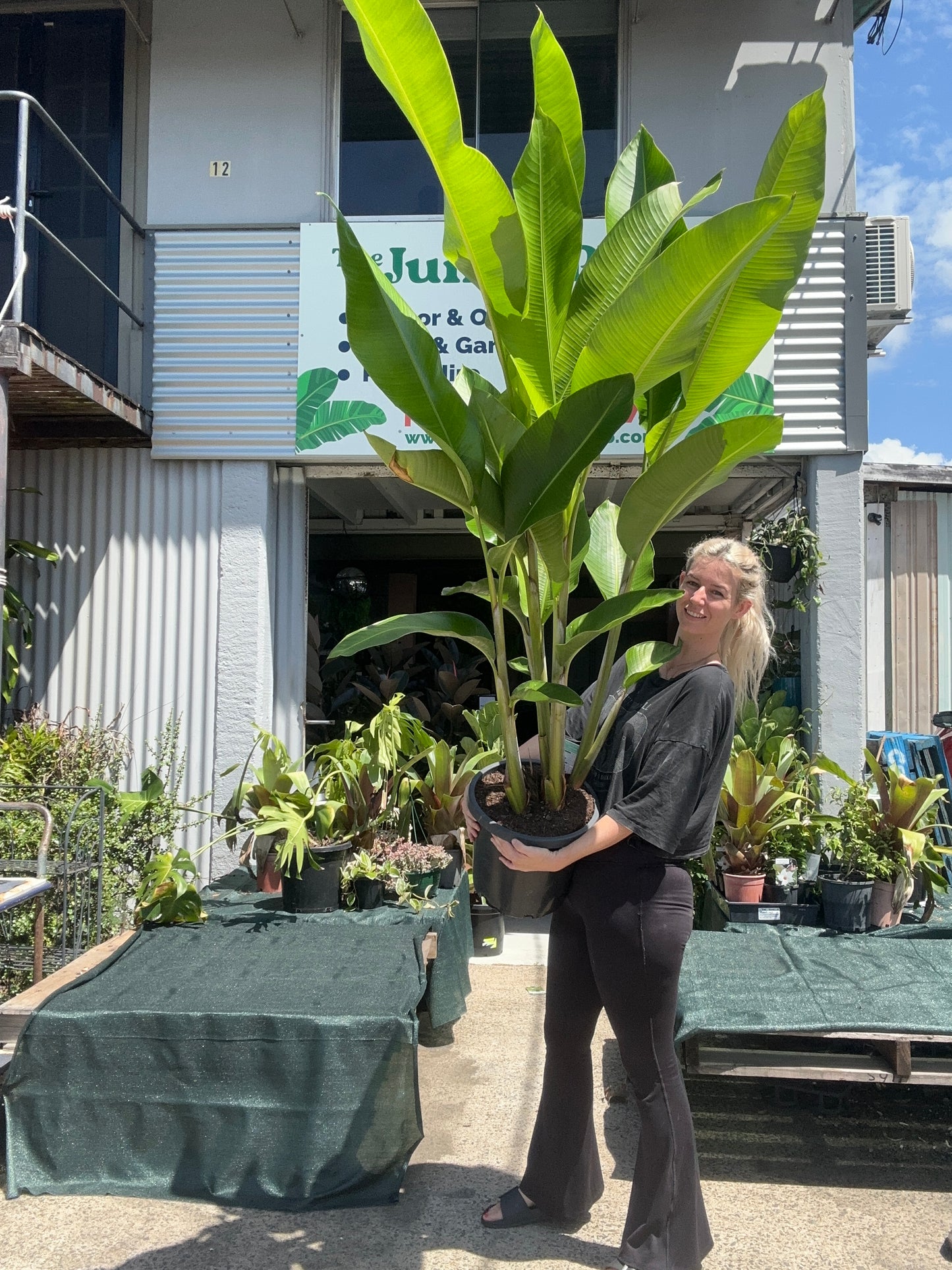 Heliconia Hot Riot Nights (Bihai x Caribaea)