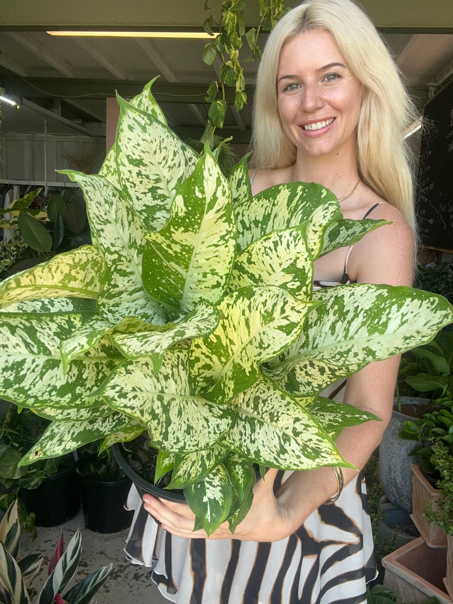 Dieffenbachia Starbright