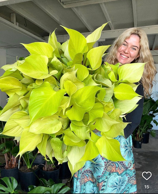 Homalomena ‘Sunshine Gem’