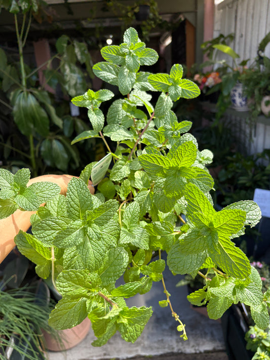 Spearmint - Cut & Cook