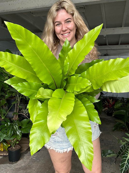 Birds Nest Fern (Nidus)