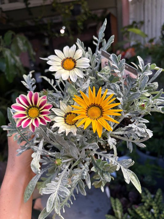 Gazania Kiss Mix in JUMBO 6 pack