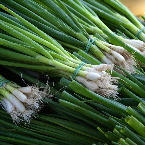 Spring Onion – Metric Punnet