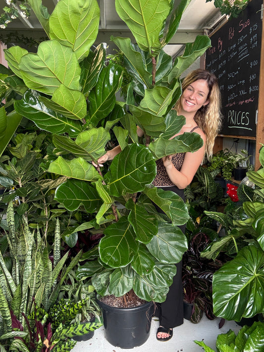 XXL Ficus Lyrata (Shaquille O’Neal)