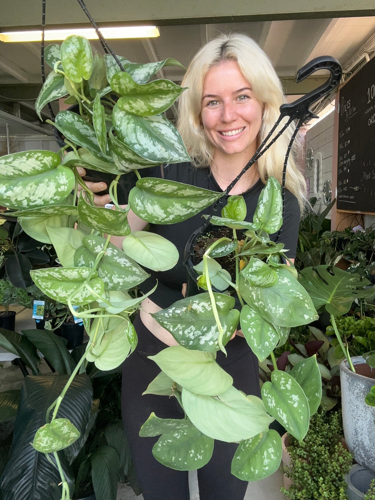 Satin Pothos Hanging Baskets