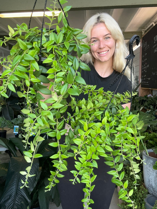 Aeschynanthus 'Lipstick' Hanging Basket