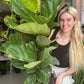 Fiddle Leaf Fig Large