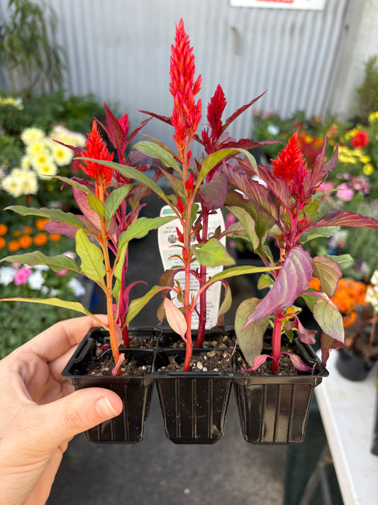 Celosia Geisha 6 Pack