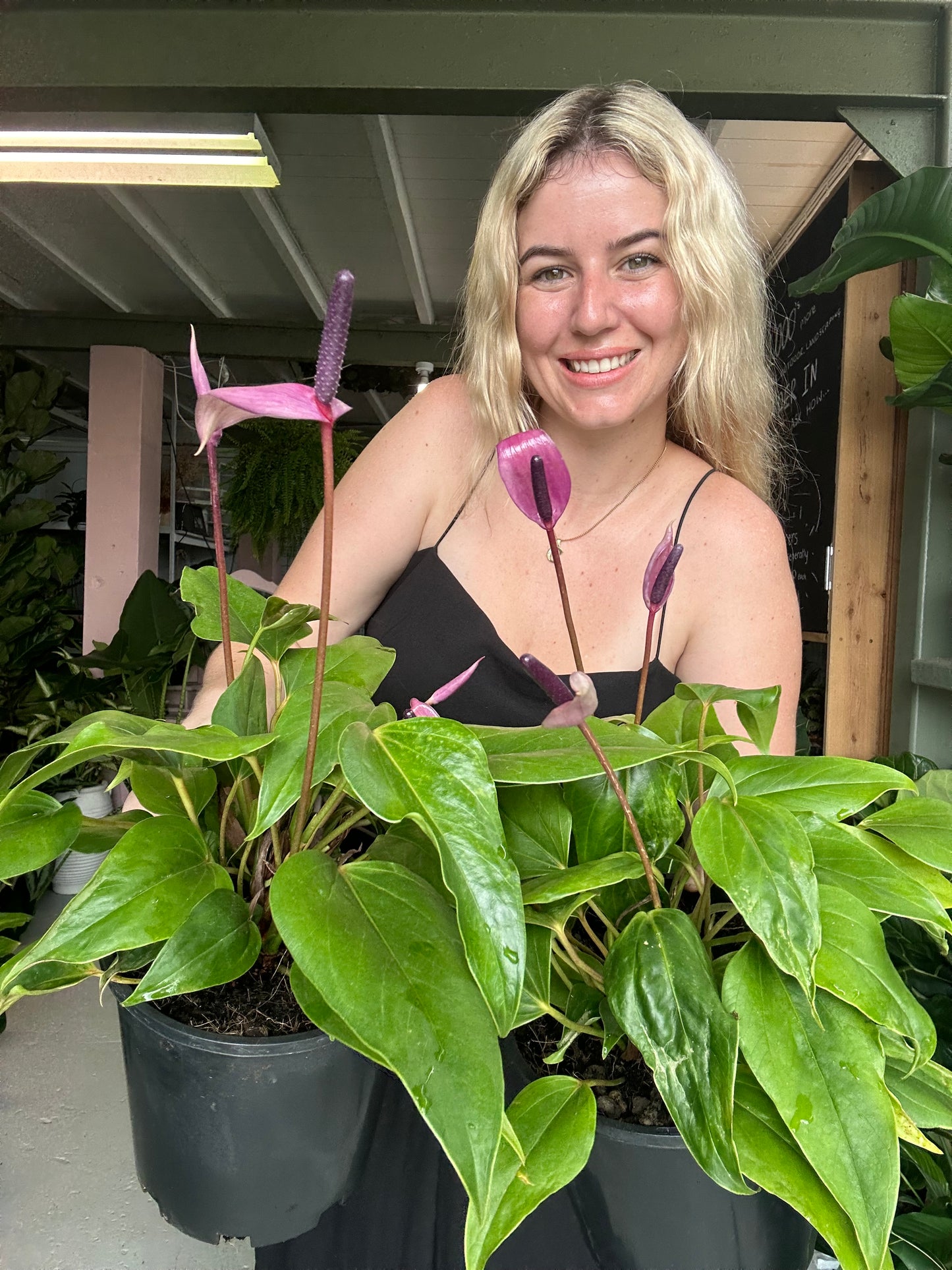 Purple Anthuriums