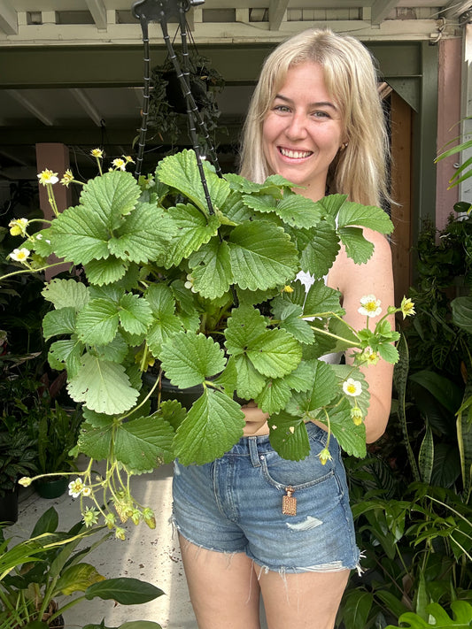 Strawberry Hanging Baskets