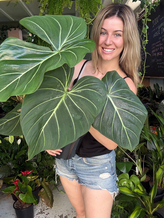 Philodendron Gloriosum