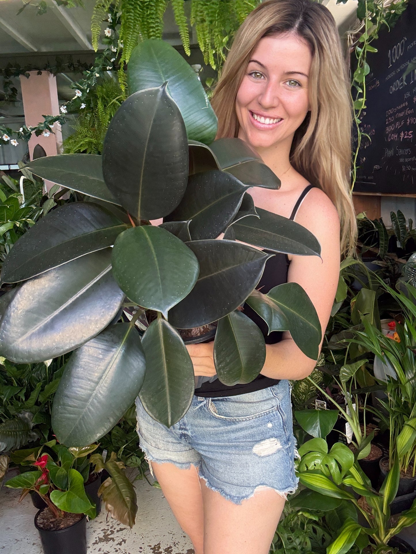 Burgundy Rubber Plant