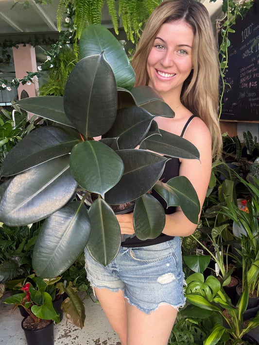 Burgundy Rubber Plant