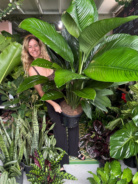 Spathiphyllum ‘Sensation’ ADVANCED