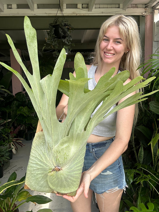 Staghorn on Board