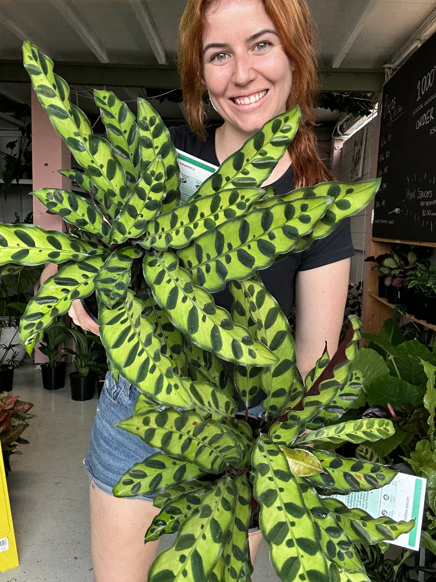 Calathea Rattlesnake