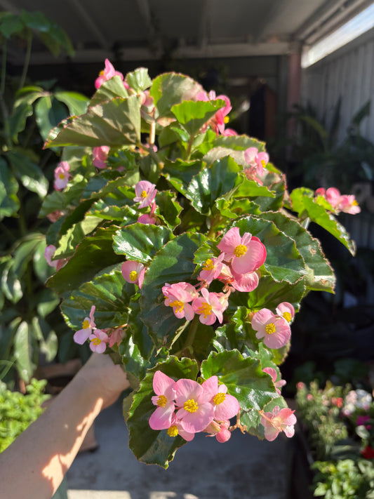 Begonia Hula Pink