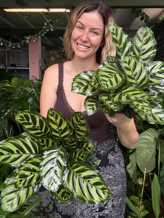 Calathea Makoyana