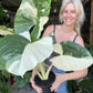 Alocasia Macrorrhizos Variegata