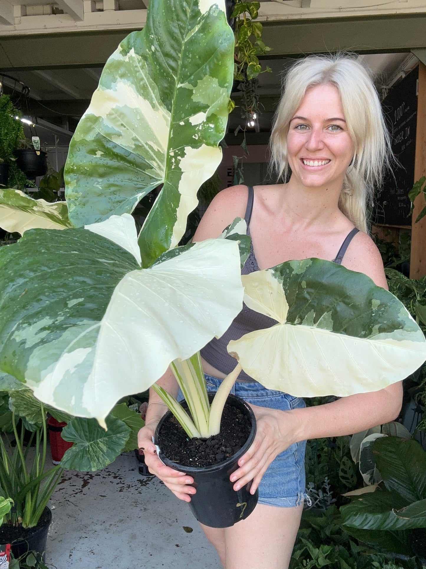 Alocasia Macrorrhizos Variegata