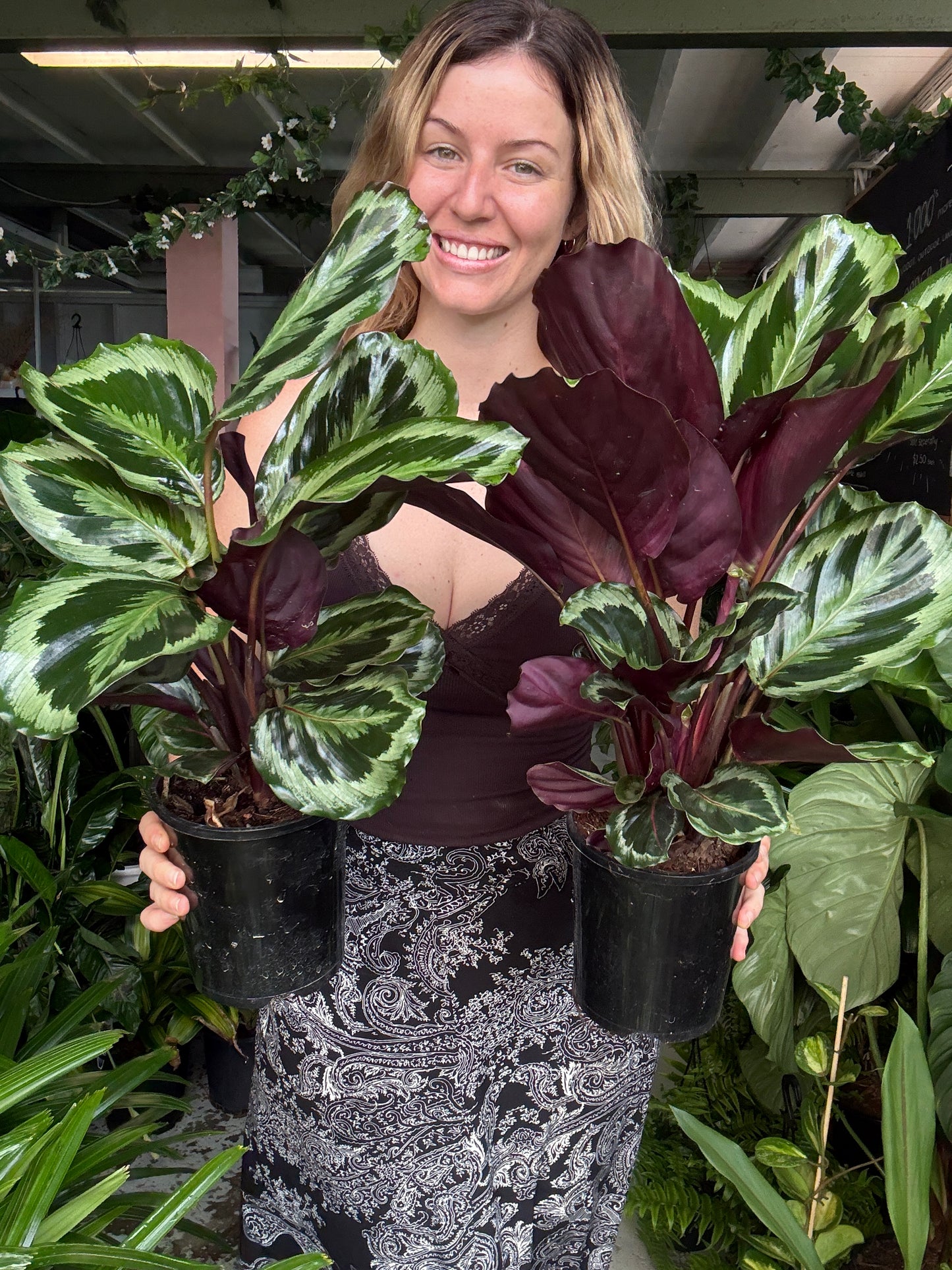 Calathea Jungle Rose